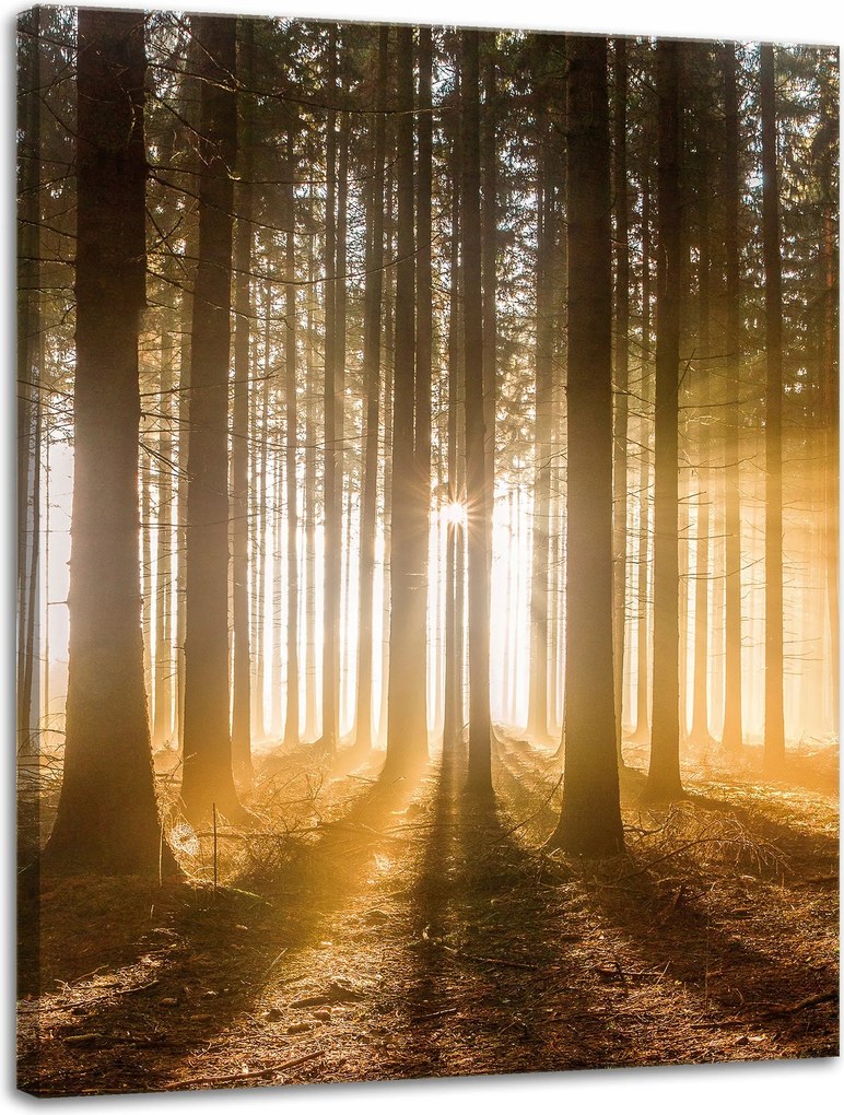Vászonkép Nap az erdőben Fény fák 30x40 cm