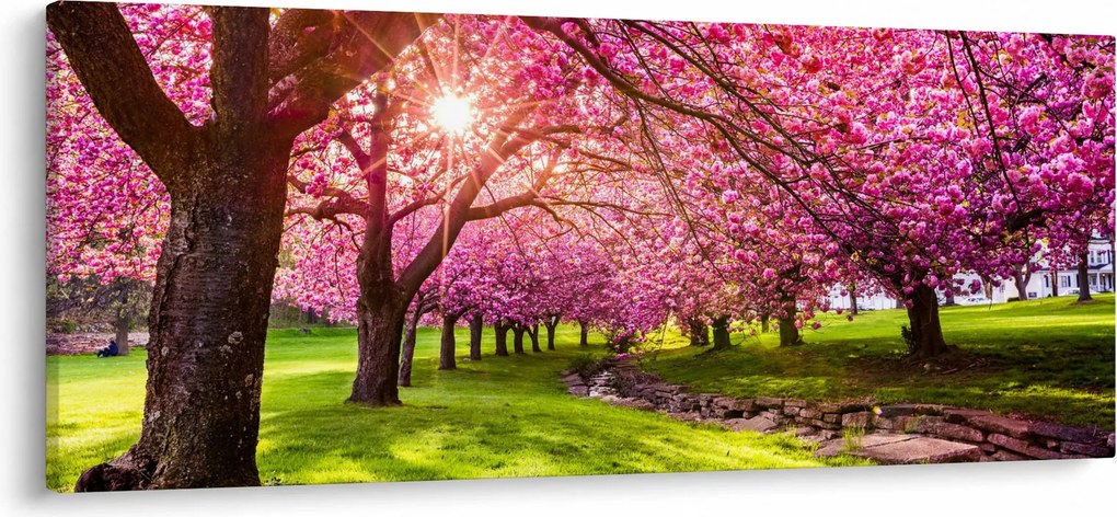 A virágzó cseresznye képe, Hurd Park, Dover, New Jersey (120x50 cm)