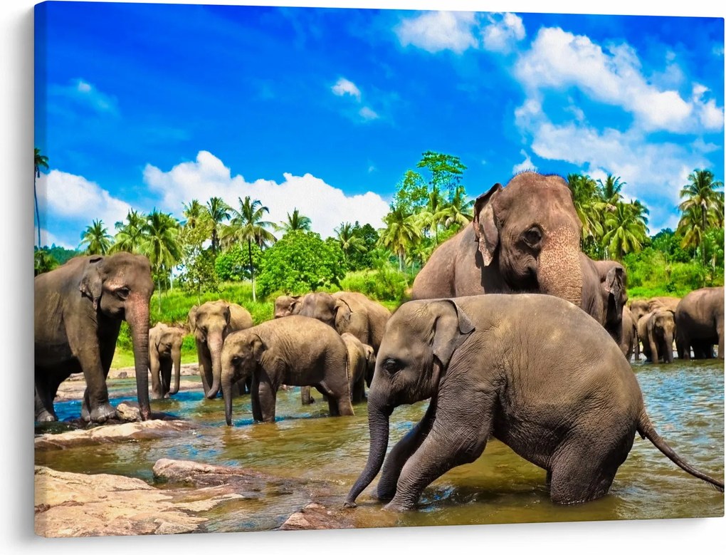 Kép - Elefántok, Sri Lanka (70x50 cm)