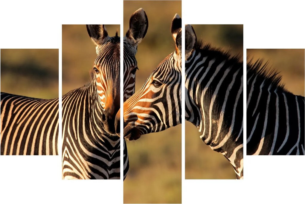 Kép - Két zebra (150x105 cm)