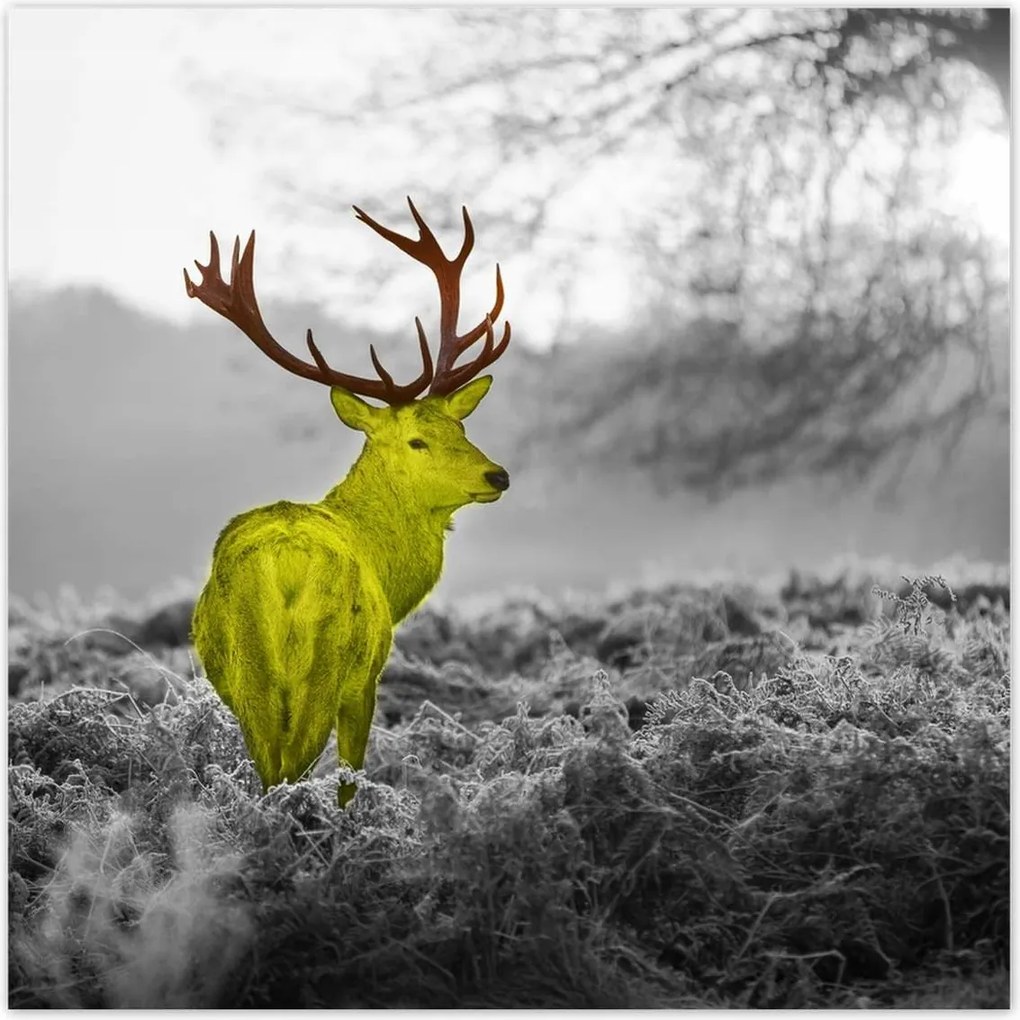 Poszterek 100x100 Sárga szarvas Erdő Tájkép