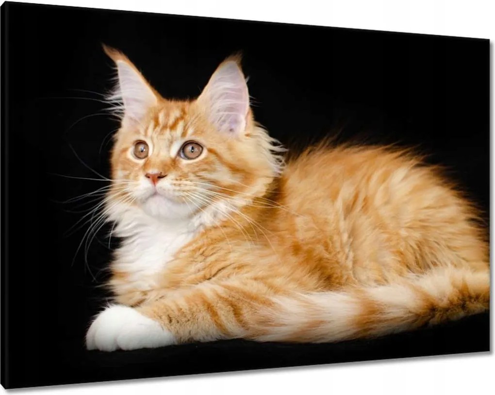 Vászonkép 100x70 Ülő nagy vörös cica