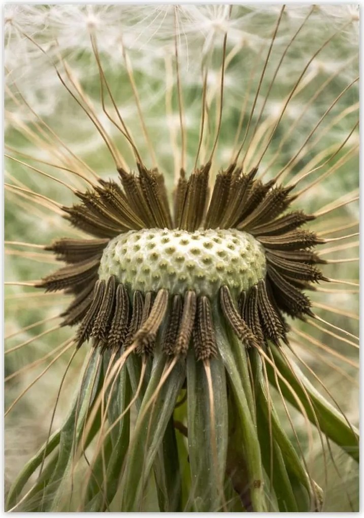 Poszterek 70x100 Pitypang makró fotó