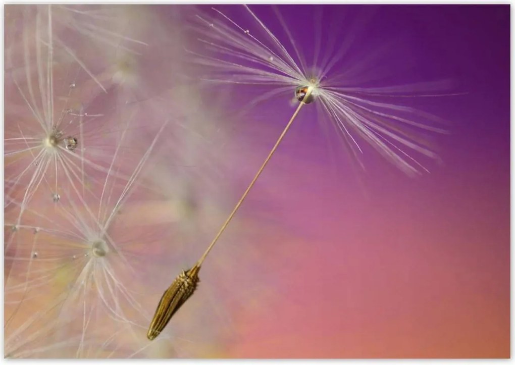 Poszterek 100x70 Pitypang Virág Virágok