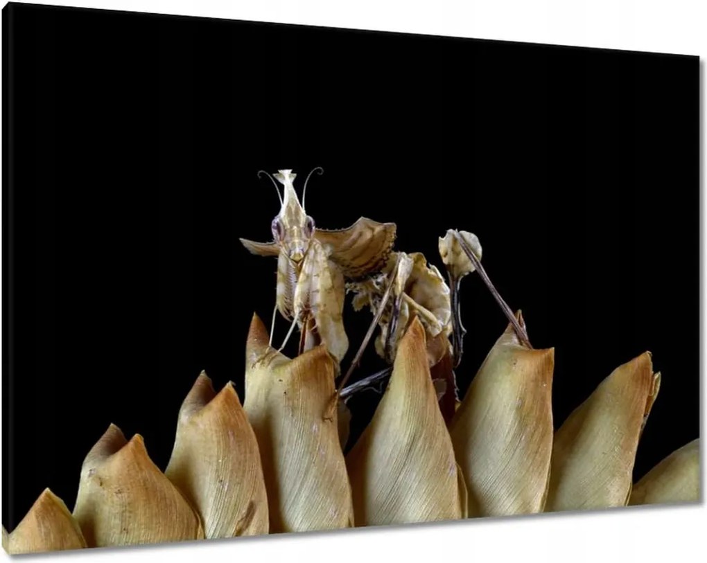 Vászonkép 100x70 Ördögi sáska virág