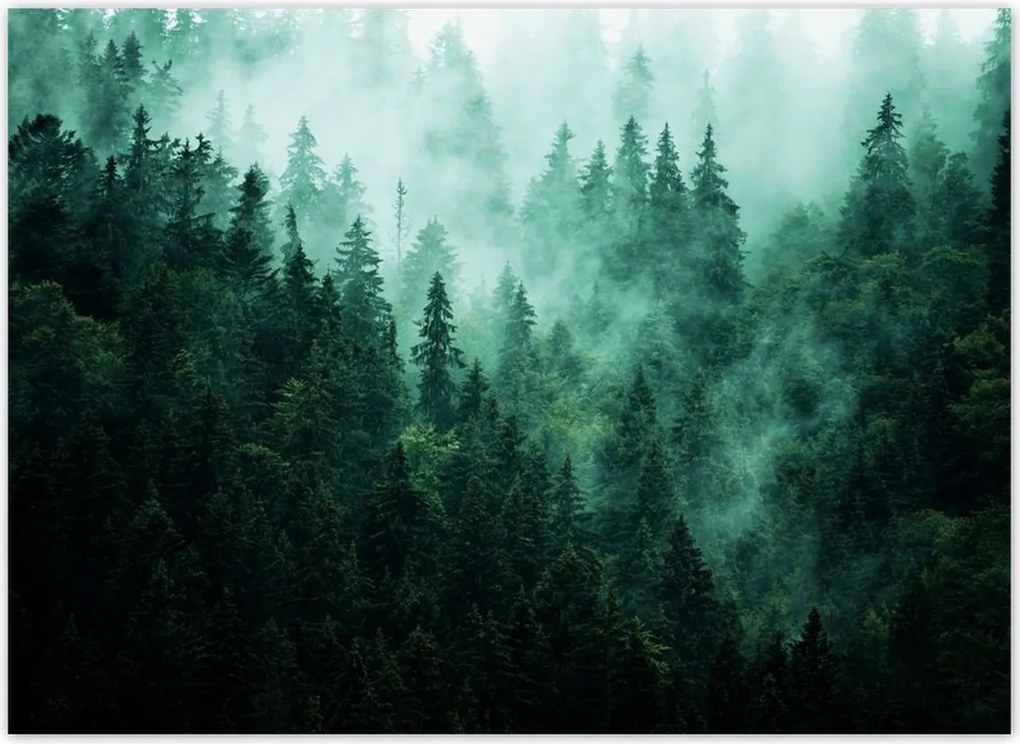 Fotótapéták 254x184 Erdő Köd Tájkép Utazás