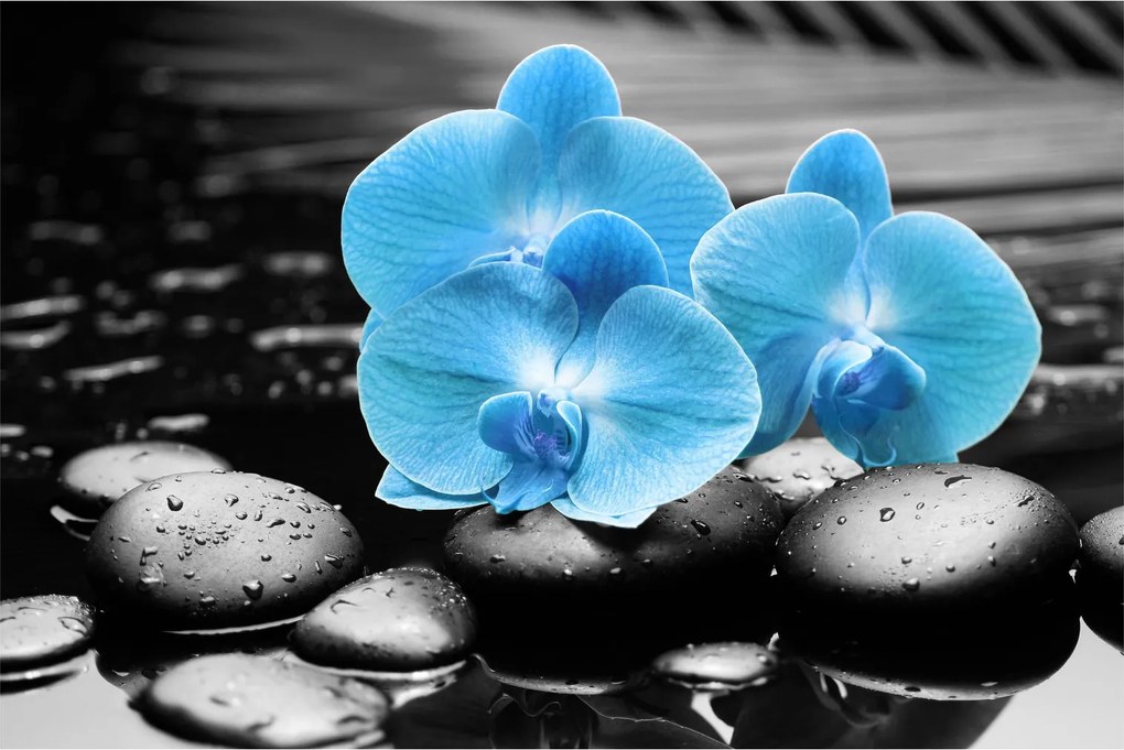 Kép - Kék orchidea (90x60 cm)
