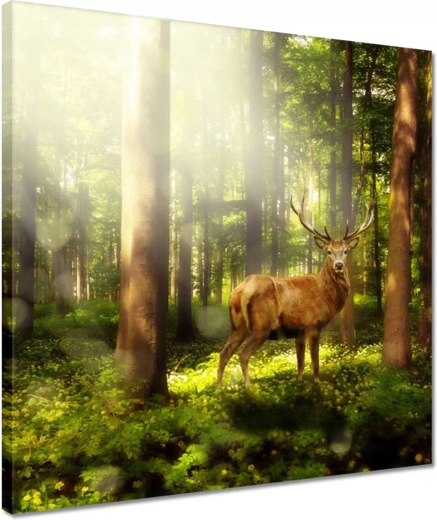 Vászonkép 40x40 Szarvas a varázslatos erdőben