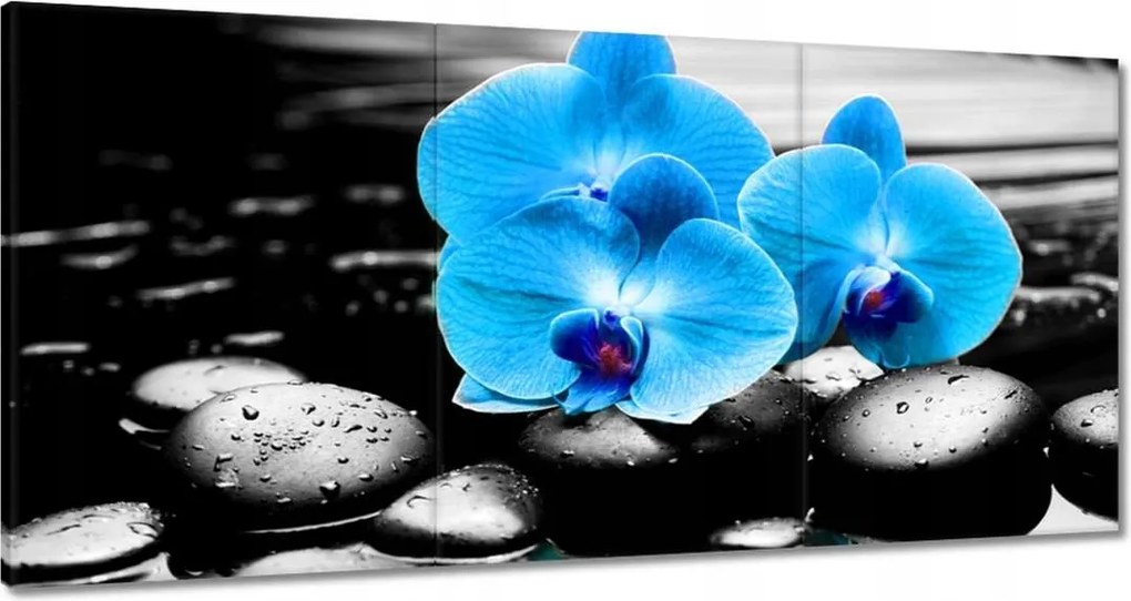 Vászonkép 60x30 Türkiz orchidea Virág