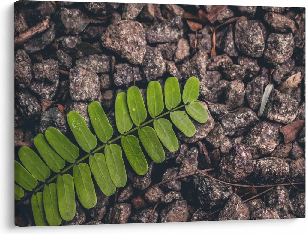 Zöld növények képe (70x50 cm)