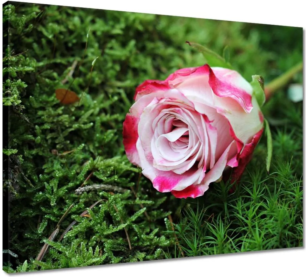 Vászonkép 50x40 Rózsa Virág Virágok Rózsa