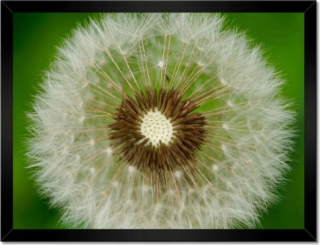 Poszterek keretben 40x30 Pitypang Virág Virágok