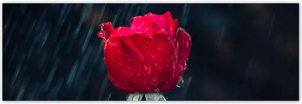 Poszterek 200x66 Rózsa Virág Virágok Rózsa