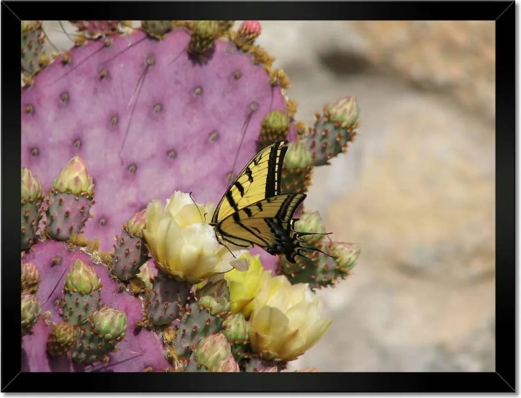 Poszterek keretben 40x30 Pillangó a kaktuszon