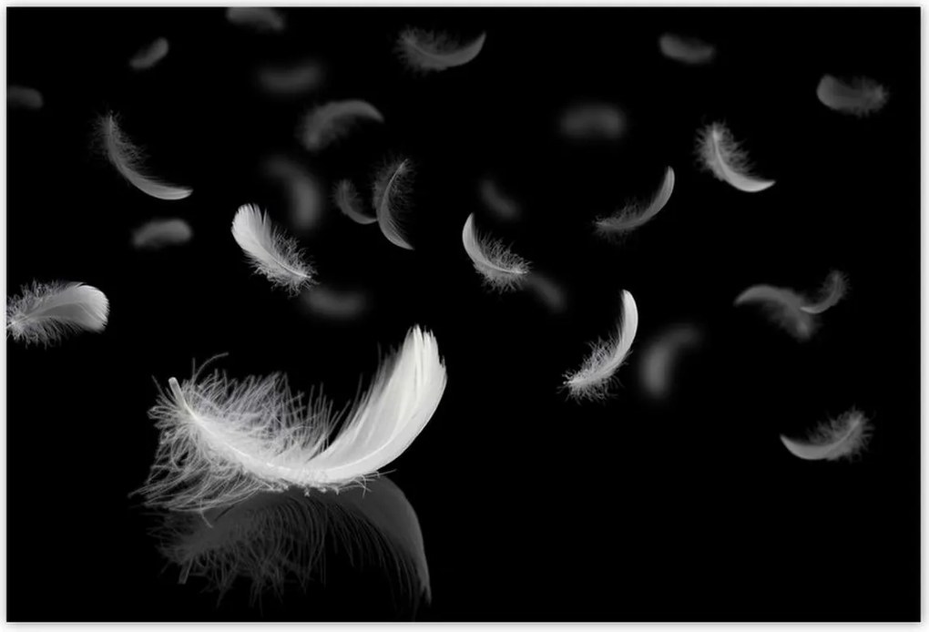 Fotótapéták 104x70 Hulló fehér tollak