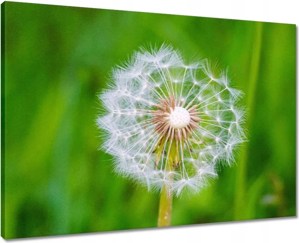 Vászonkép 70x50 Pitypang Virág Virágok