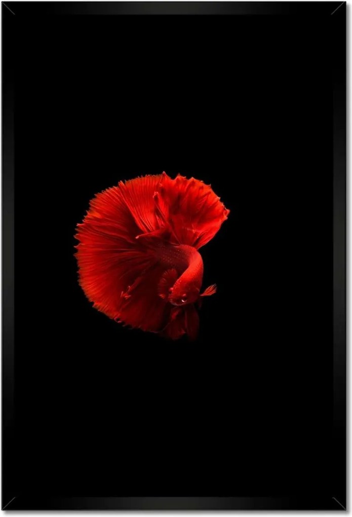 Poszter keretben 40x60 Harcos hal piros