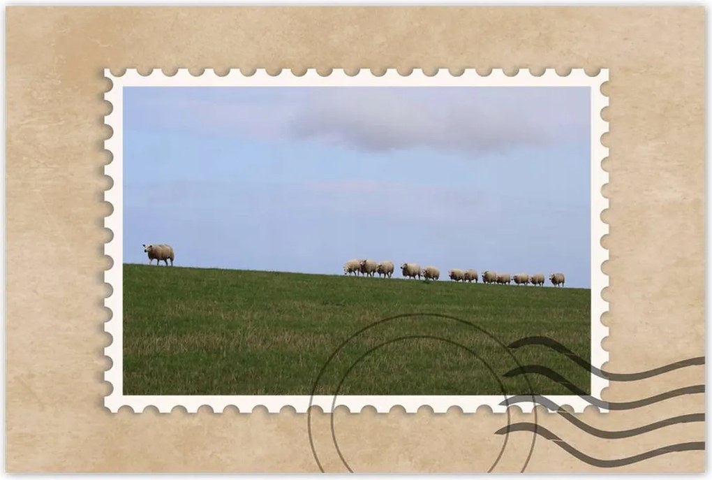 Poszterek 60x40 Juh legeltetés Bárányok