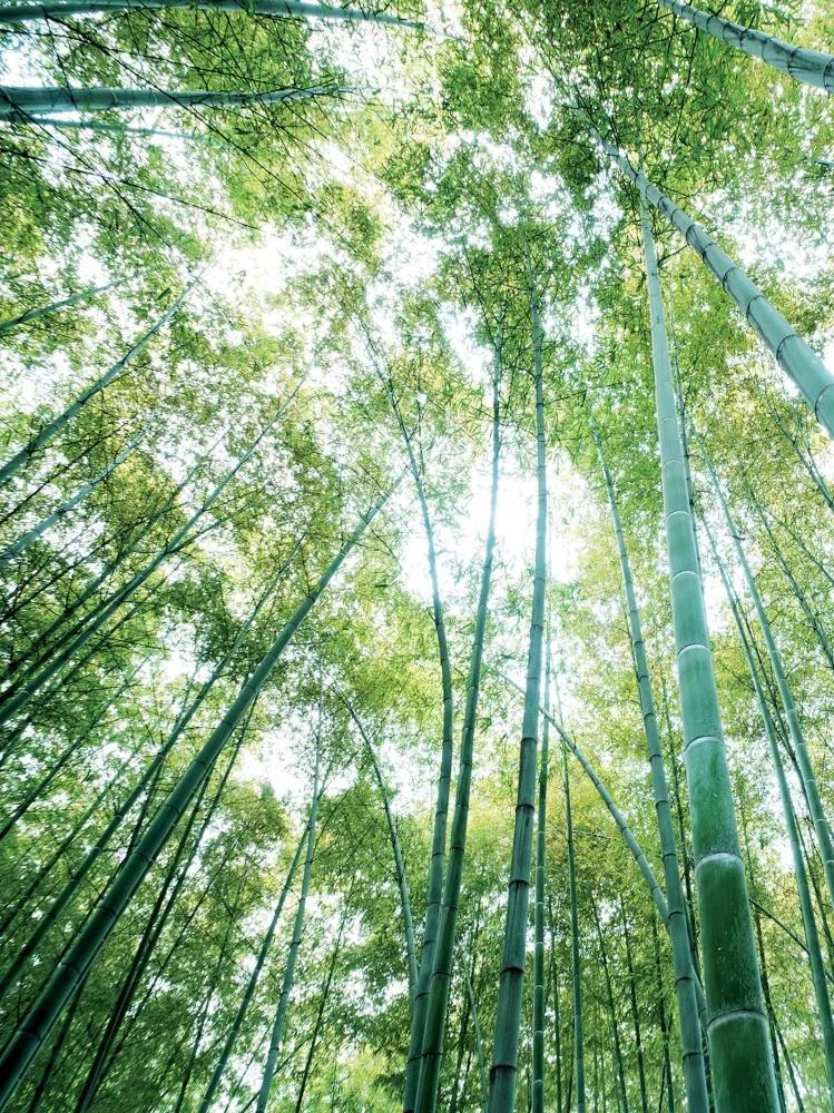 Bambusz erdő poszter, fotótapéta, Papír (184x254 cm, álló)