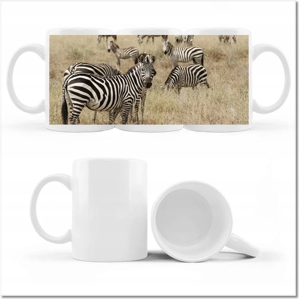 Zebra bögre a szavannán