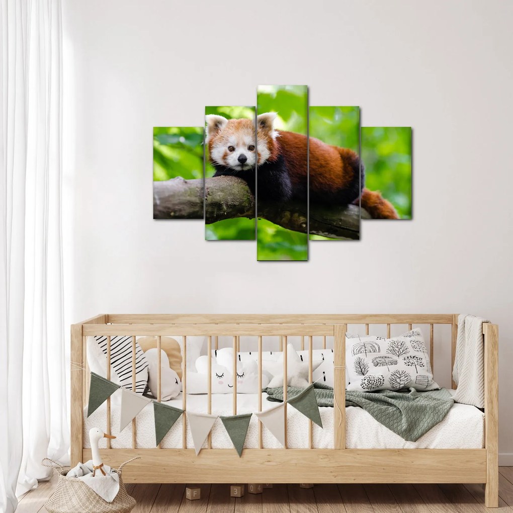 A vörös panda képe (150x105 cm)