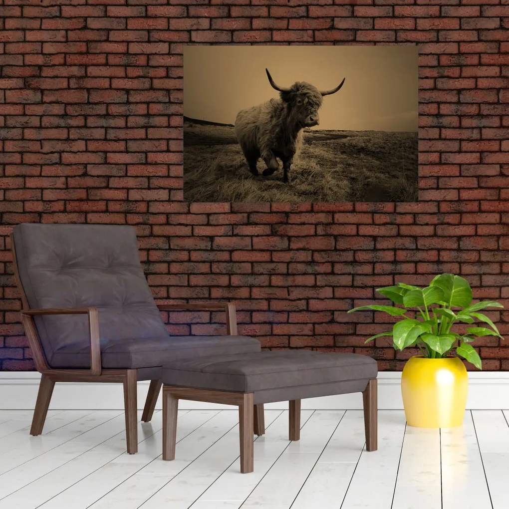 Kép - Skót tehén menekül (90x60 cm)
