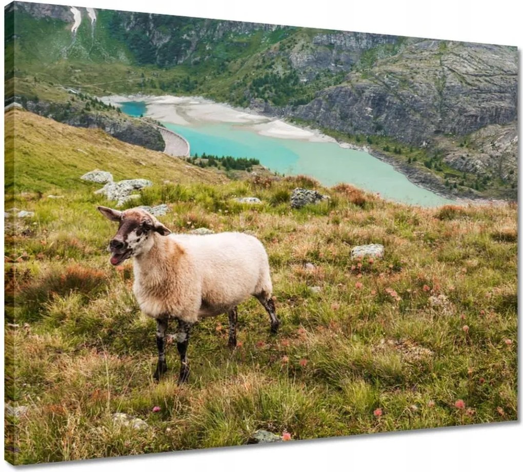 Vászonkép 50x40 Juh legeltetés Bárányok