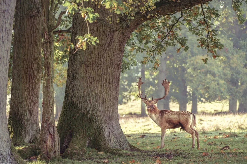 Poszter 60x40cm Szarvas az erdőben 3, Assaf Frank