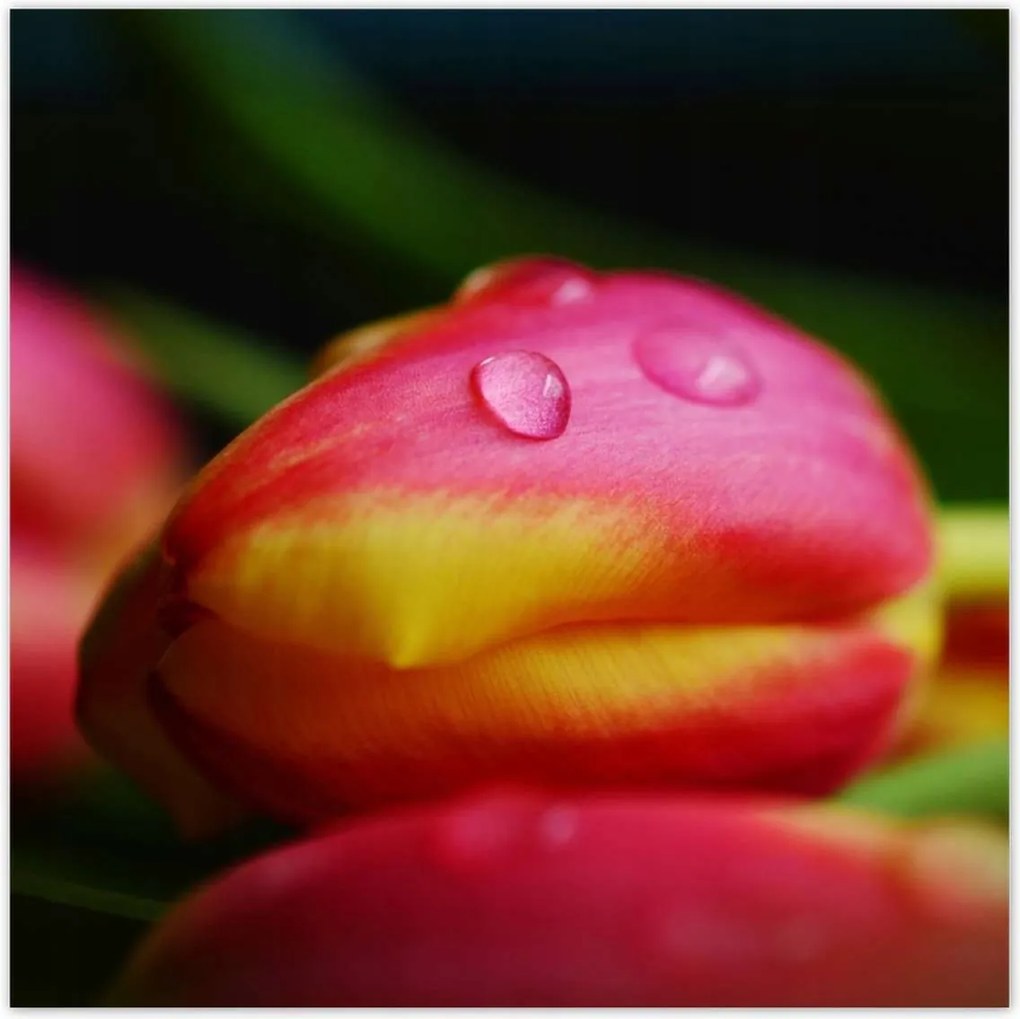 Poszterek 140x140 Tulipánok makró fotó