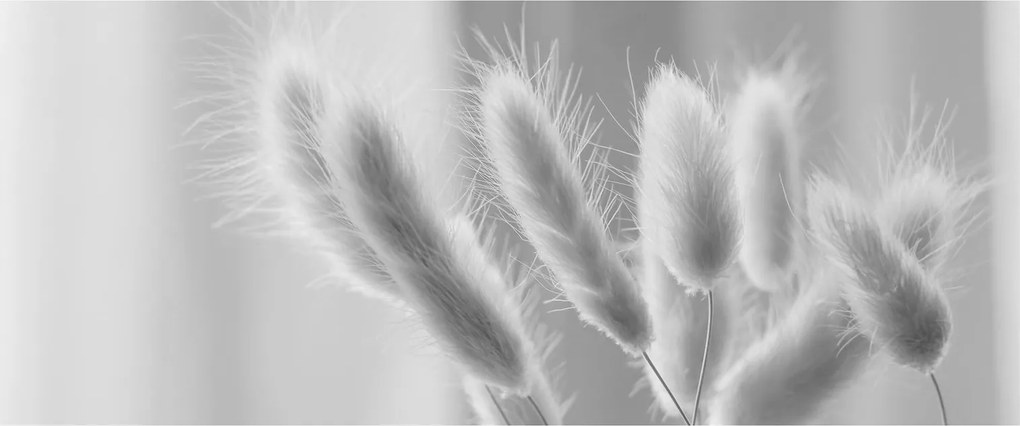 Kép - Nyuszi farok fű (120x50 cm)