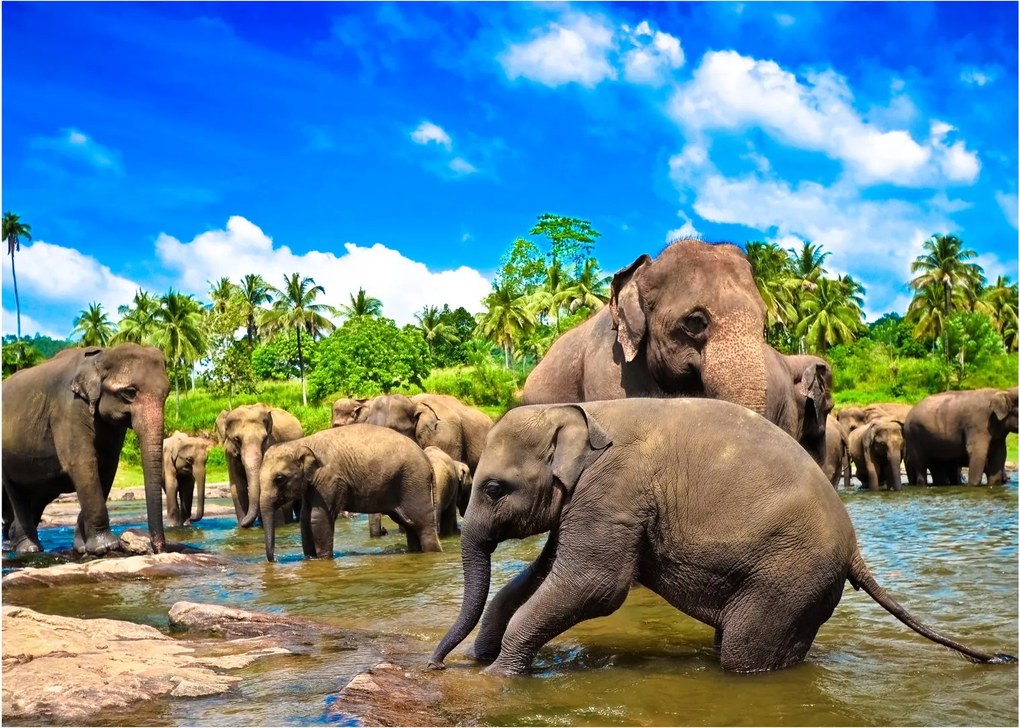 Üveg kép - Elefántok, Sri Lanka (70x50 cm)