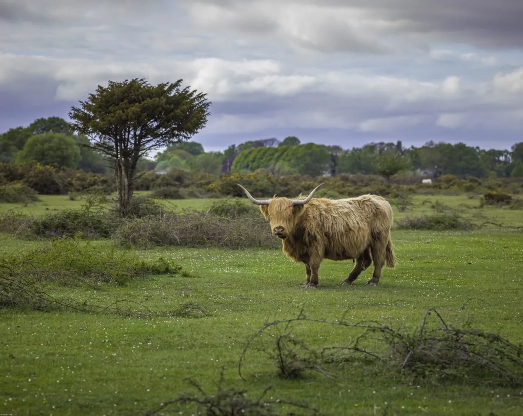 Poszter 76x60,5cm Tehén a faluban 3, Assaf Frank