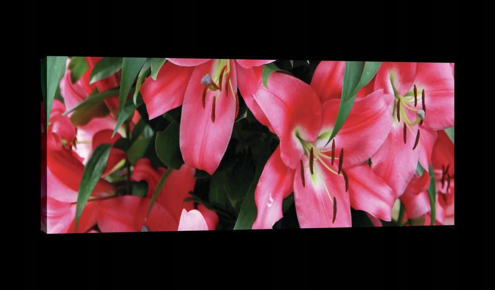 Vászonkép 145x45 Liliomok rózsaszín virágok természet frissesség szépség nyár kert