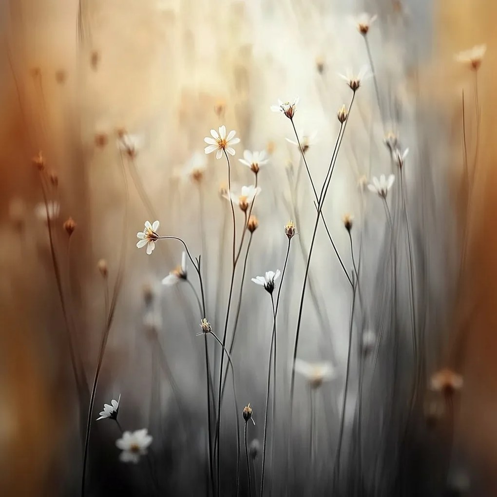 Vászonkép Canvas Reggel Rét Virágok Margaréta Kamilla Bokeh 80x80