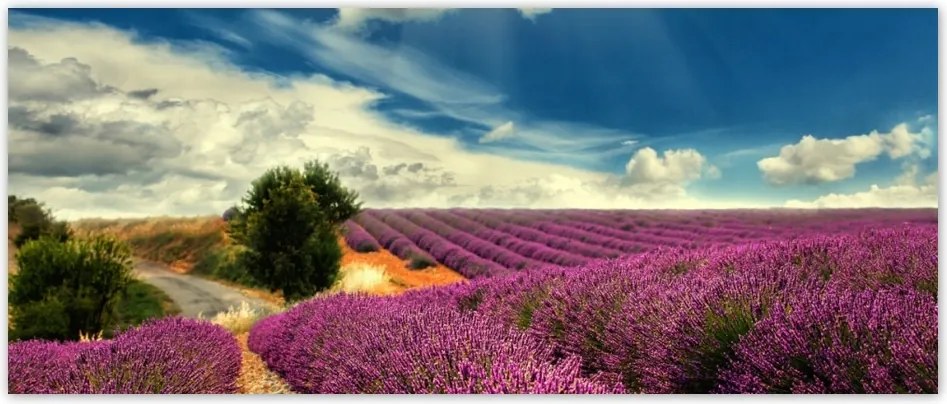 Fotótapéta flizelina 250x104 Levendula mező