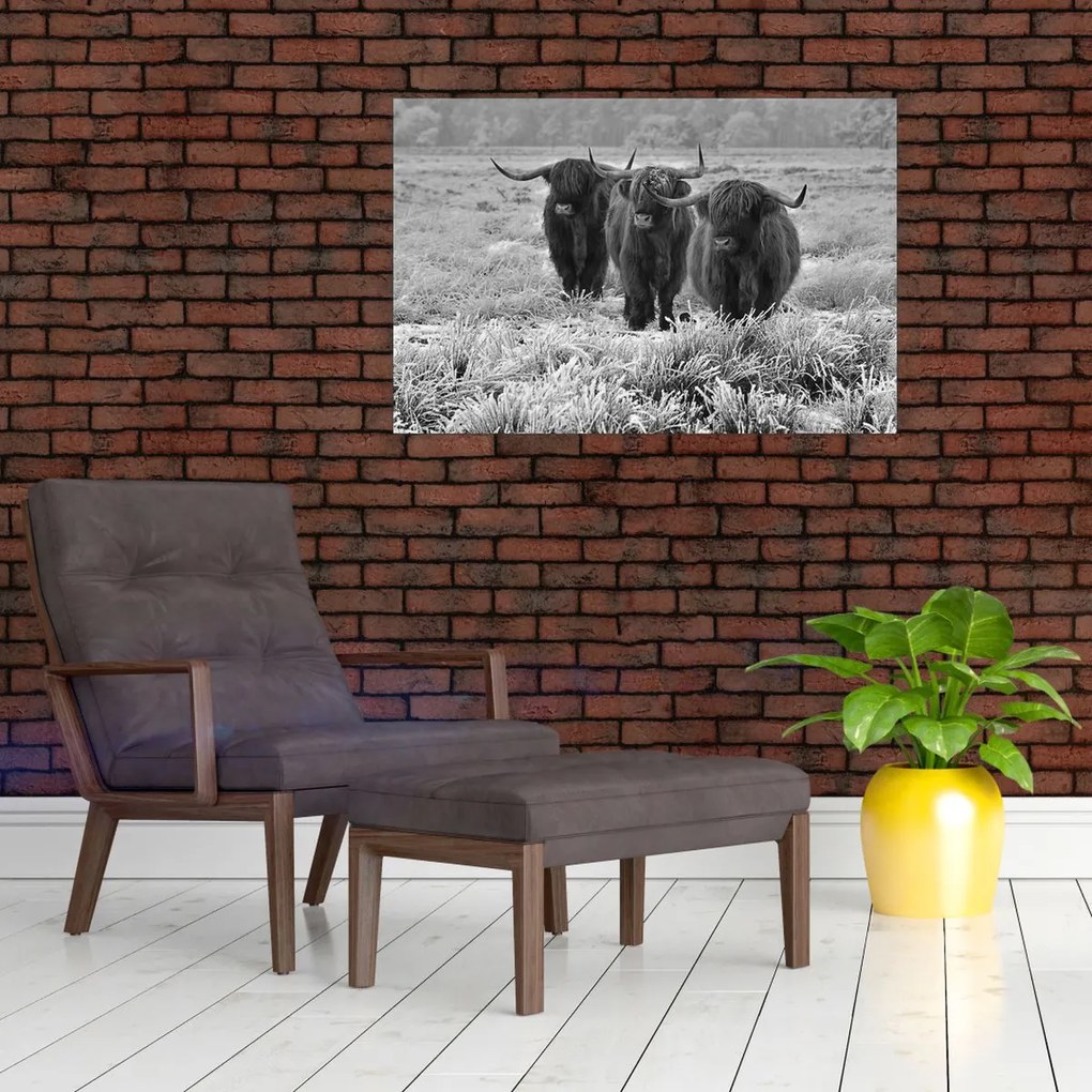 Kép - Skót tehenek (90x60 cm)
