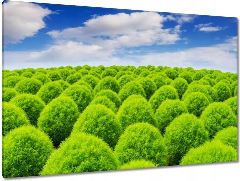 Vászonkép 120x80 Zöld tekintet Völgy