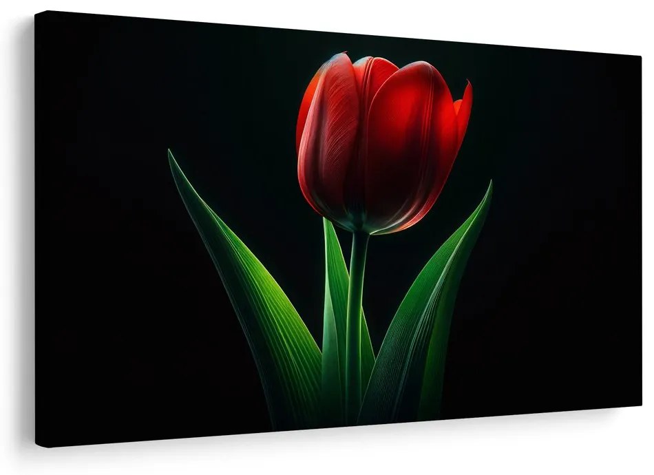 Kép vörös tulipán elegancia