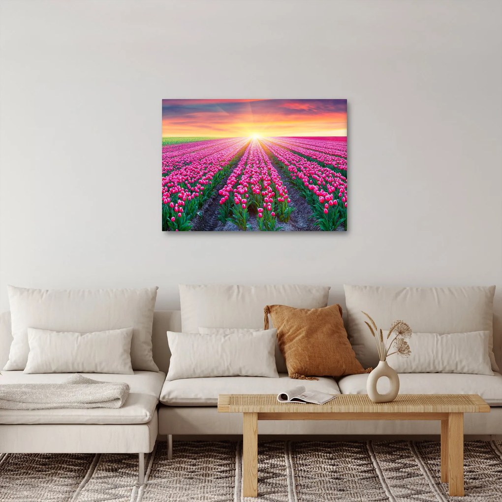 Tulipán mező és a nap képe (70x50 cm)