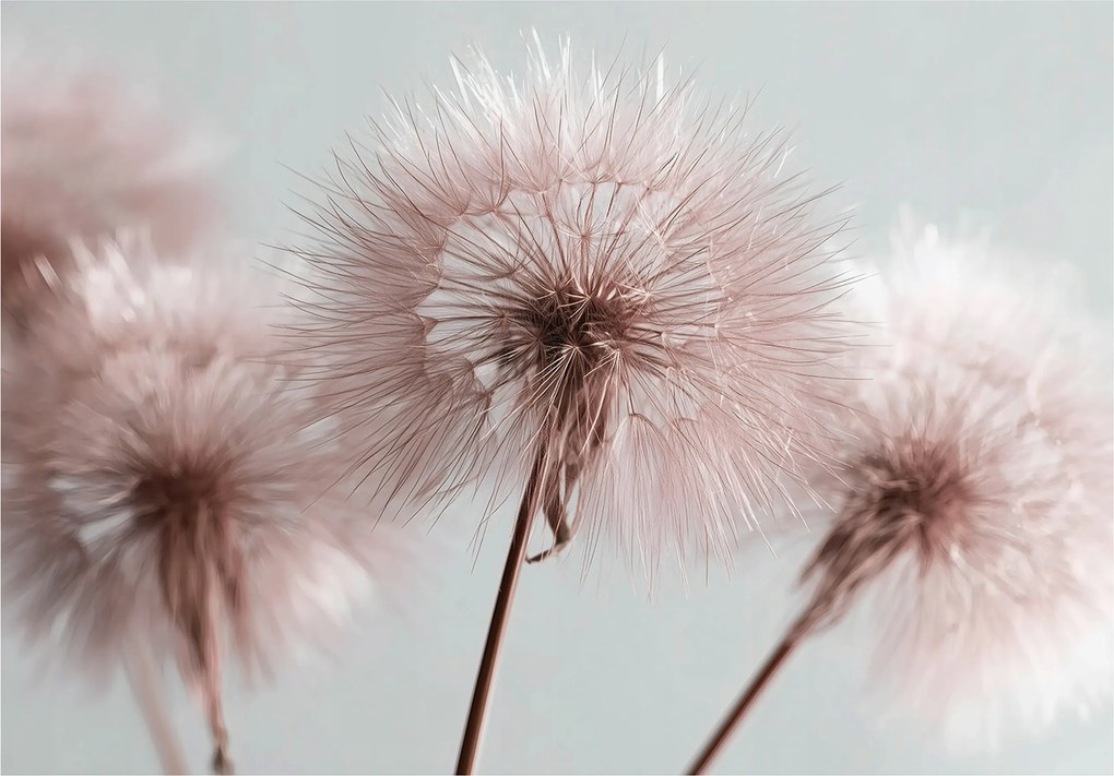 Fotótapéta Pitypang Boho Természet Rózsaszín Falra Hálószoba Nappali 300x210