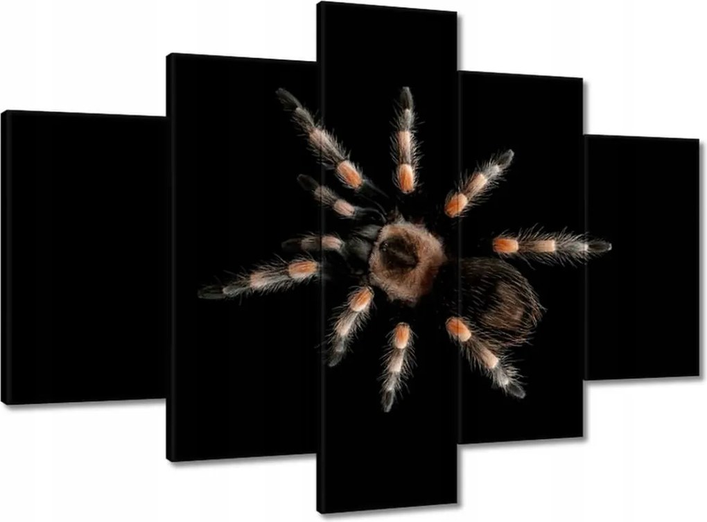 Festmények 150x105 Nagy Tarantula pók
