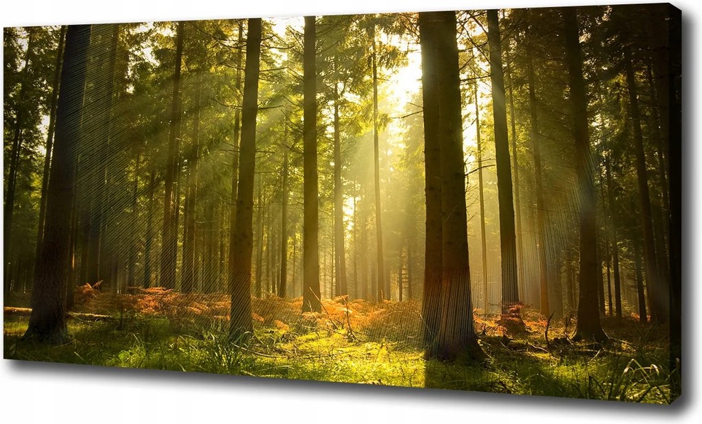 Nagyméretű vászonkép Erdő a napsütésben 100x70 cm