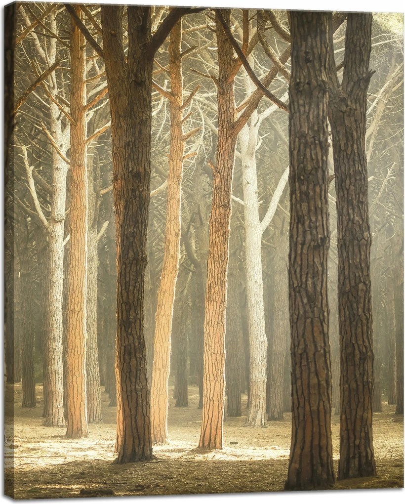 Vászonkép Fák Fény Természet Erdő 40x50 cm Ideális ajándék