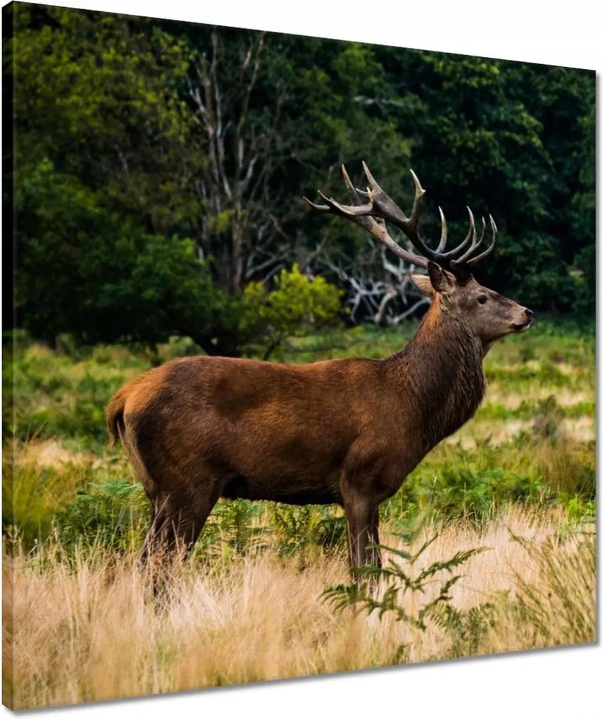 Vászonkép 50x50 Óriás szarvas Tájkép