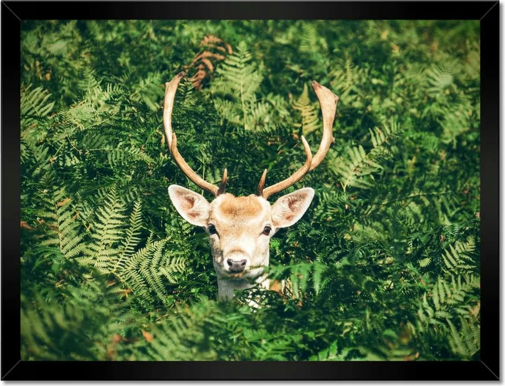 Poszter keretben 40x30 Szarvas felszarvazott