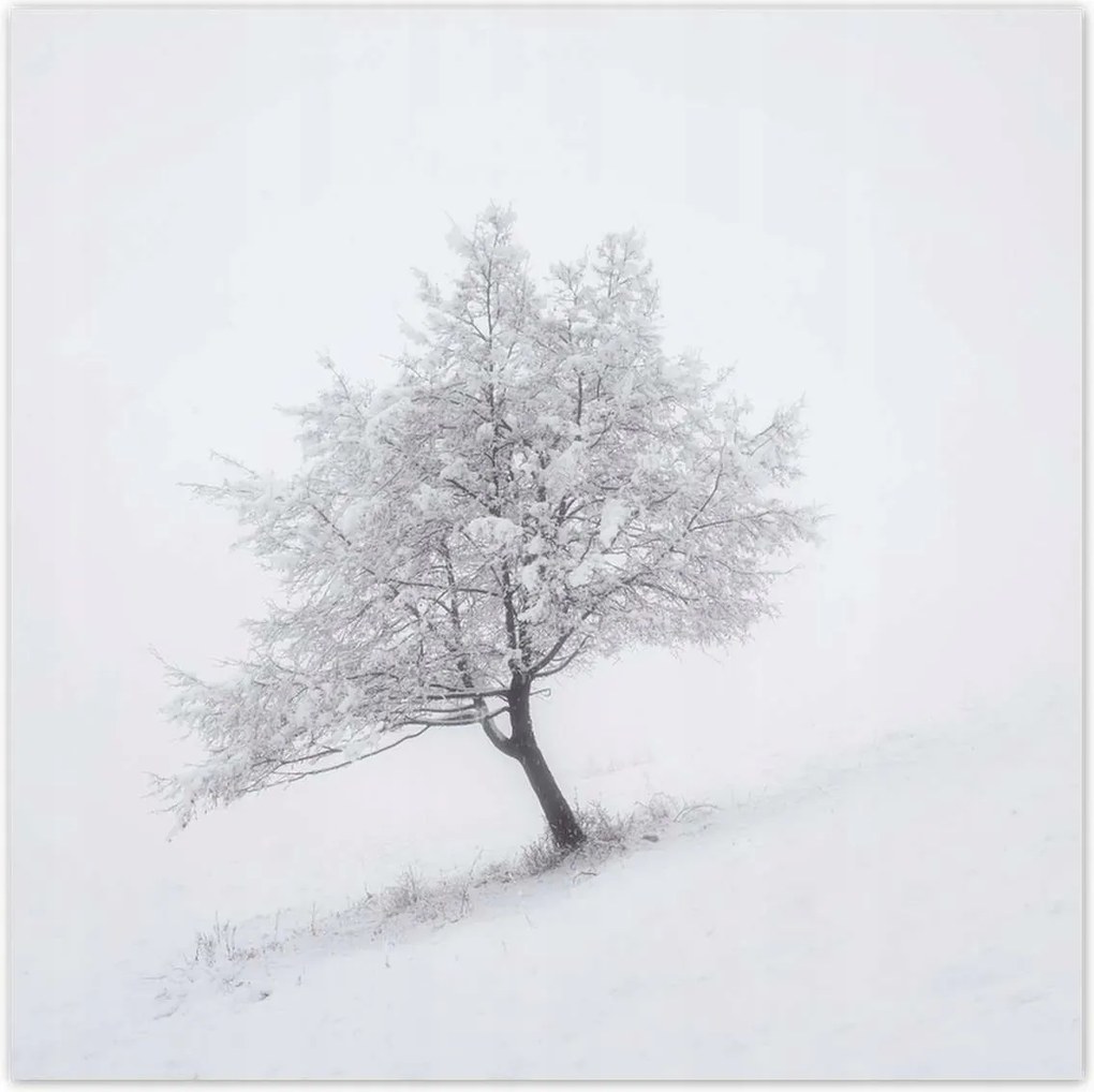 Poszterek 70x70 Fa Kilátás