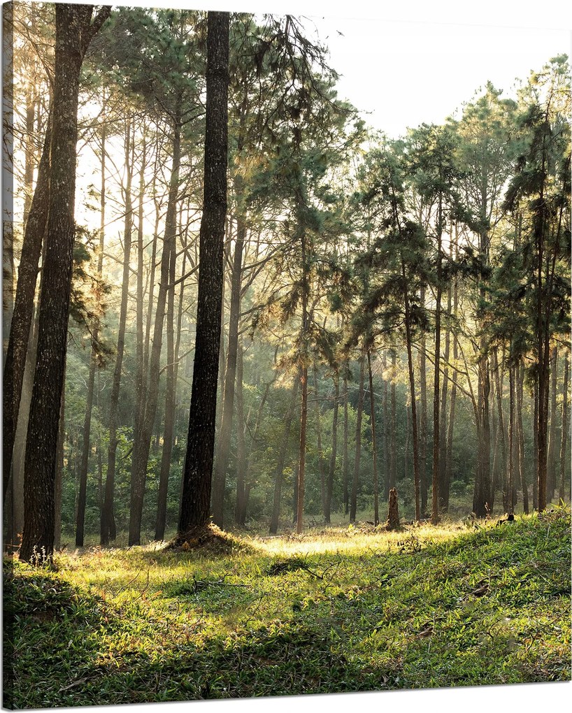 Vászonkép Erdő Fák Nap Természet 80x100 cm
