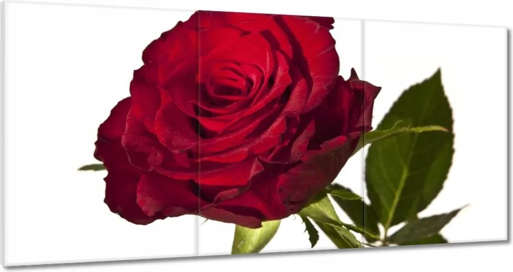 Vászonkép 120x60 Vörös rózsa