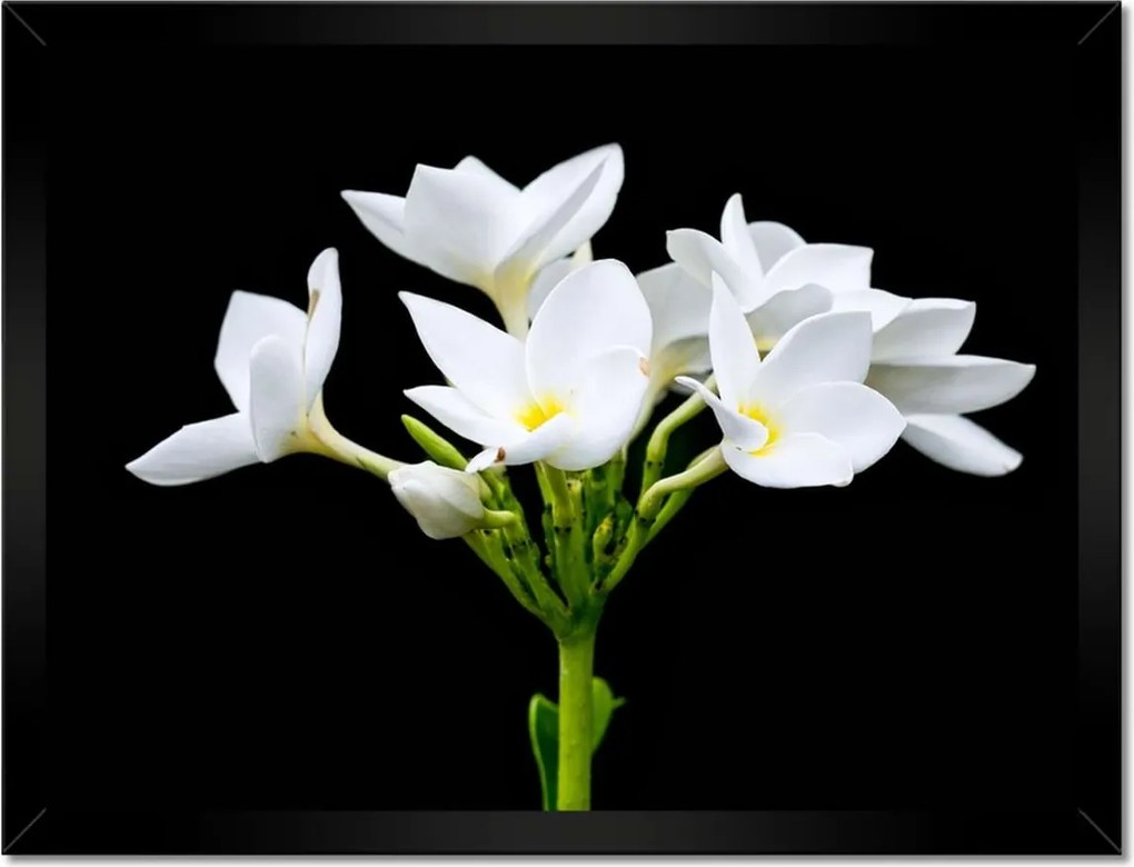 Poszterek keretben 40x30 Virág Frangipani plumeria