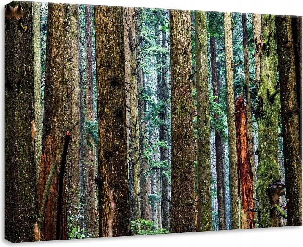 Vászonkép 70x50 Sűrű erdő magas fák zöld moha nyugalom csend természet